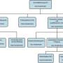 organigramm.jpeg